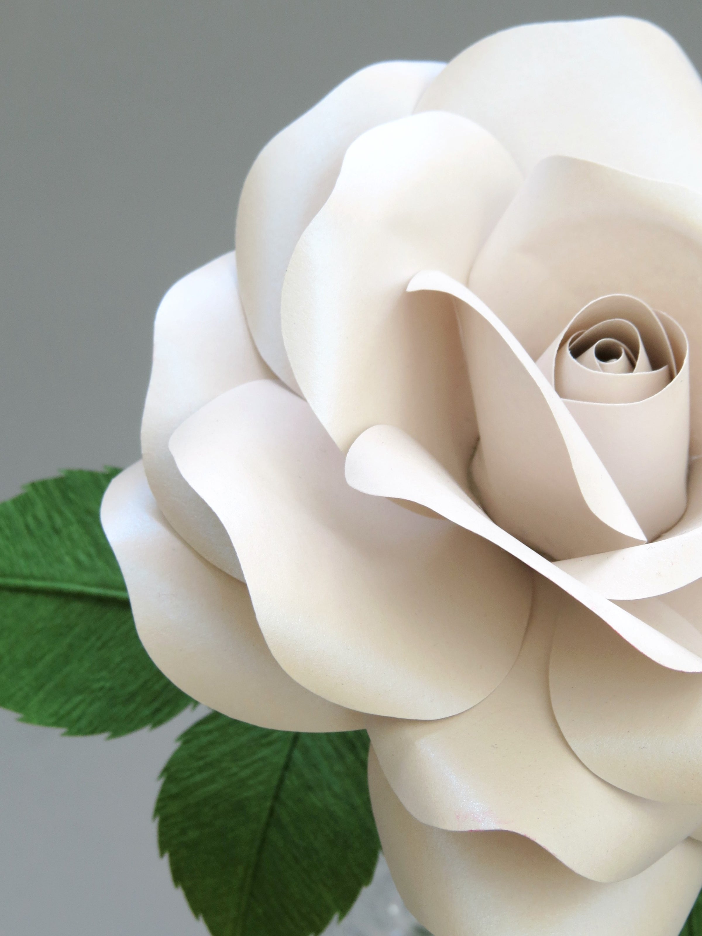 Close up detail of the shimmery smooth texture on the petals of a pearl paper rose