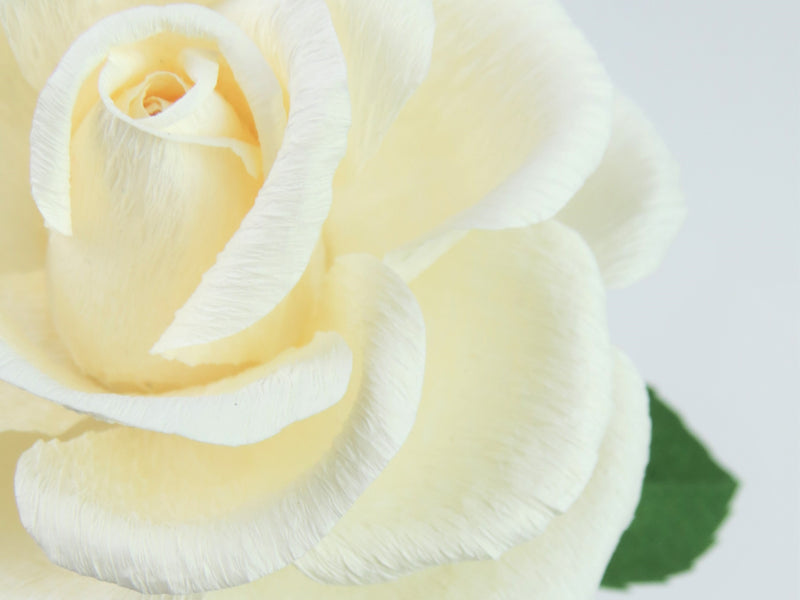Close up detail of the texture on the petals of a cream white paper rose