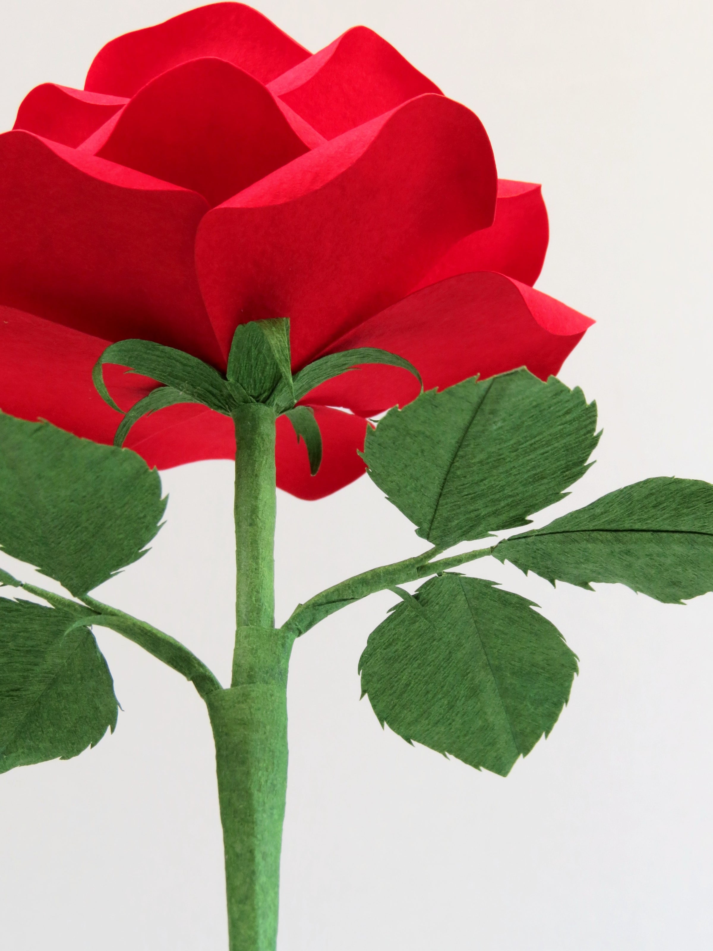 Close up view of the underneath section of the red cotton paper rose, with green curled calyx under the bloom, and two sets of three green leaves sticking out of the green stem