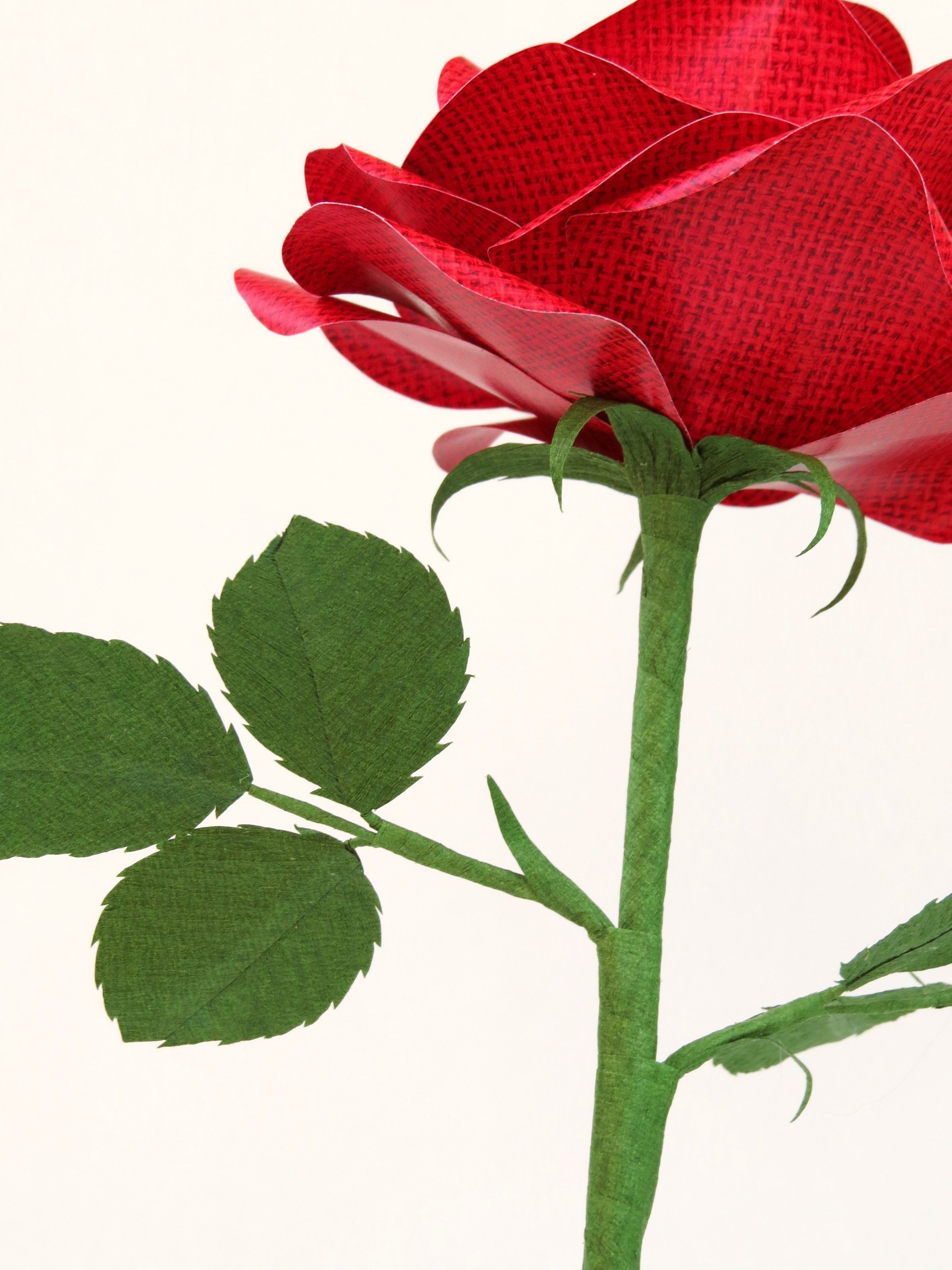 Detailed view of the back of a red linen grain rose with a green curled calyx underneath the red petals, and the green stem and leaves just in view