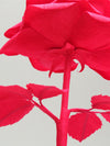 Ruby Red Paper Rose