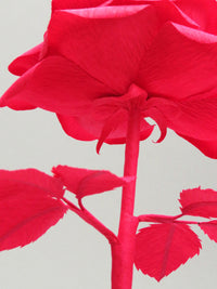 Ruby Red Paper Rose