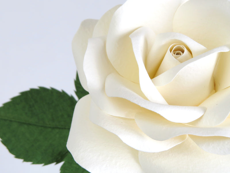 Close up detail of the texture on the petals of a white cotton paper rose