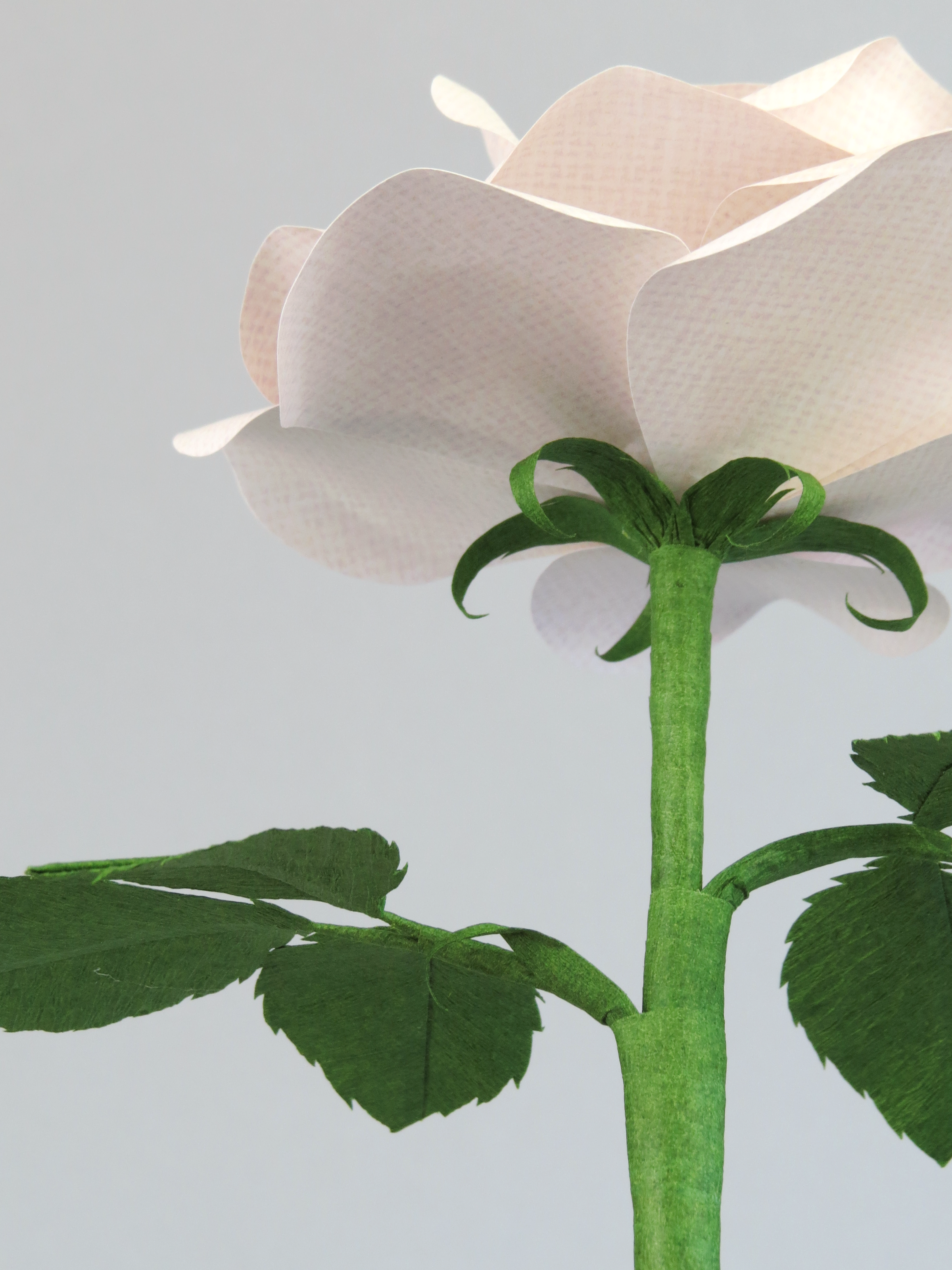 Detailed view of the back of a white linen grain rose with a green curled calyx underneath the white petals, and the green stem and leaves just in view
